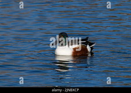 Northern Shoveler (Spatula clypeata) in Idaho, USA im Jahr 2022. Stockfoto