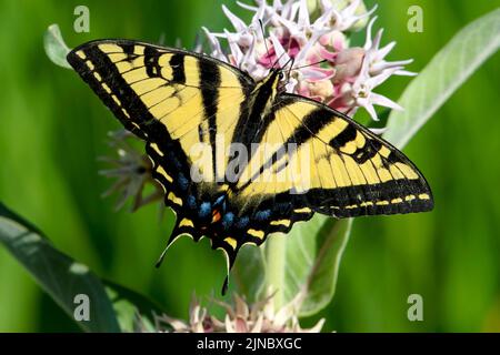 WESTERN Tiger Swallowtail (Papilio rutulus) auf einer auffälligen Milchweed-Wildblume im Eagle Island State Park, Idaho. USA im Jahr 2022. Stockfoto