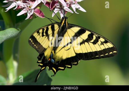 WESTERN Tiger Swallowtail (Papilio rutulus) im Eagle Island State Park, Idaho, USA im Jahr 2022. Stockfoto