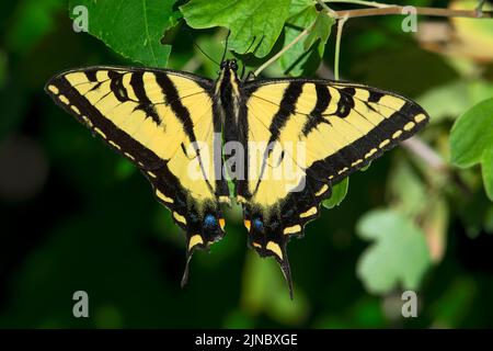 Westen Tiger Swallowtail (Papilio rutulus) in Idaho, USA im Jahr 2022. Stockfoto