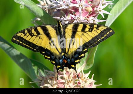 WESTERN Tiger Swallowtail (Papilio rutulus) auf dem auffälligen Milkweed im Eagle Island State Park, Idaho, im Jahr 2022. Stockfoto