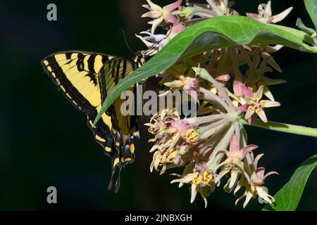 Westlicher Tiger-Schwalbenschwanzschmetterling (Papilio rutulus) auf auffälliger Milkweed-Blüte in Idaho, USA im Jahr 2022. Stockfoto
