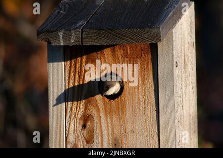 Diese weibliche Baumschwalbe (Tachycineta bicolor) im Nistkasten wurde im Eagle Island State Park, Idaho USA, fotografiert, wo 20 Vogelnistkästen aufgestellt wurden. Stockfoto