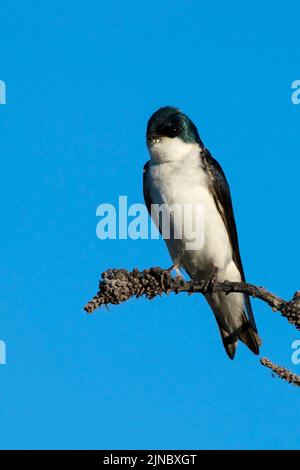 Dieses Männchen der Baumschwalbe (Tachycineta bicolor) wurde im Eagle Island State Park, Idaho, USA, fotografiert. Stockfoto