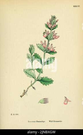 Teucrium chamaedrys - Englische Botanik, oder, farbige Figuren britischer Pflanzen - vol. 7 - t. 1094 Stockfoto