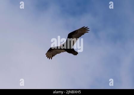 Dieser Turkey Vulture Soaring wurde 2022 in Eagle, Idaho, fotografiert. Stockfoto