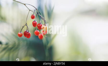 Bittersüßer Nachtschatten - Solanum dulcamara - auf einem schönen unscharfen Hintergrund. Poster, Fototapete. Kopierraum, selektiver Fokus, geringe Tiefe von Stockfoto