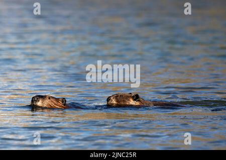 Zwei nordamerikanische Biber schwimmen zusammen im Wasser eines Feuchtgebiets an den Auen. Castor canadensis Stockfoto