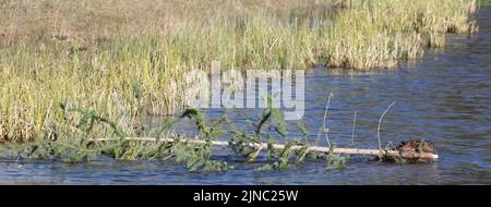 Biber schwimmt durch das Wasser und trägt einen frisch geschnittenen weißen Fichtenbaum im Mund. Alberta, Kanada. Castor canadensis, Picea glauca Stockfoto