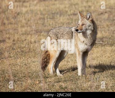 Coyote in einem Stadtpark, Calgary, Alberta, Kanada. Canis latrans Stockfoto