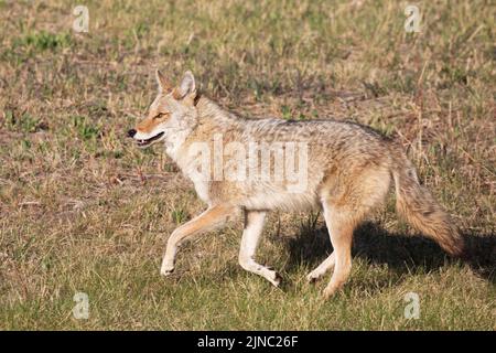 Coyote läuft durch das Gras in einem Stadtpark, Calgary, Alberta, Kanada. Canis latrans Stockfoto