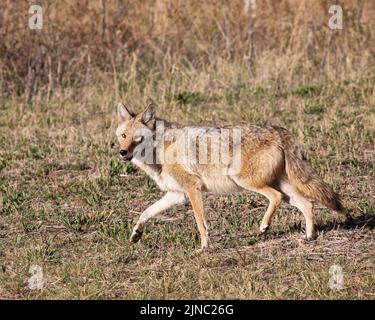 Coyote läuft durch das Gras in einem Stadtpark, Calgary, Alberta, Kanada. Canis latrans Stockfoto