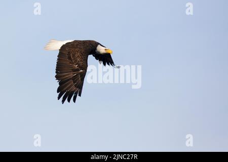 Steppenadler, erwachsener Vogel, fliegt mit ausgebreiteten Flügeln in blauem Himmel. Calgary, Alberta, Kanada. Haliaeetus leucocephalus Stockfoto
