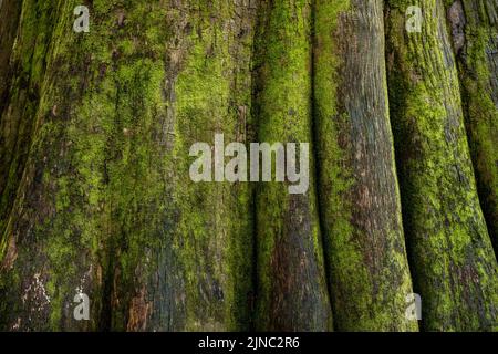 Nahaufnahme von hellem grünem Moos auf kahlen Zypressen im Congaree National Park Stockfoto