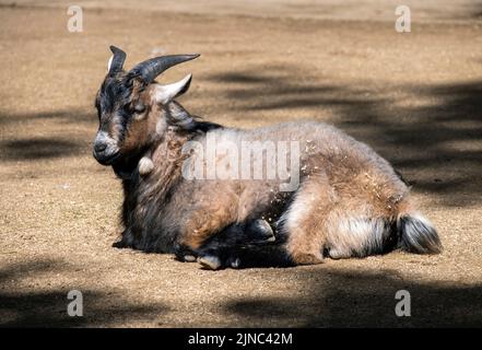 Eine Domestic Goat (Capra hircus) in Sydney; NSW, Australien (Foto: Tara Chand Malhotra) Stockfoto