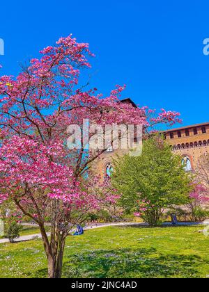 Strahlend blühender Cornus Florida im Park am Visconti Castle in Pavia, Italien Stockfoto