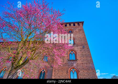 Blühender Cornus Florida Baum und Visconti Schloss im Hintergrund in Pavia, Italien Stockfoto