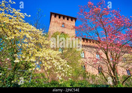 Die blühenden Bäume von Cornus Florida im mittelalterlichen Visconti Castle, Pavia, Italien Stockfoto