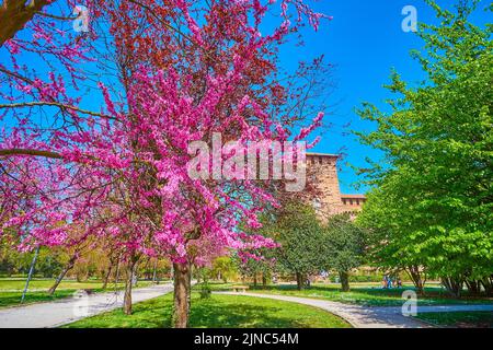 Die Gasse mit blühenden rosa und violetten östlichen Redbud-Bäumen im Park von Visconti Castle, Pavia, Italien Stockfoto