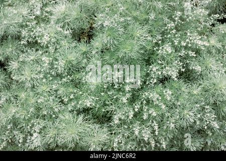 Weiches, gefiedertes, silbergraues Laub von Artemisia Stockfoto