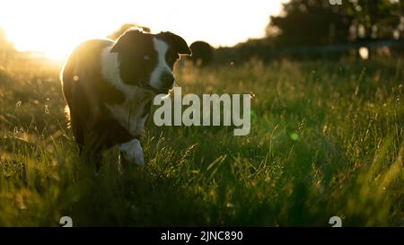 Border Collie Hund auf dem Bauernhof auf dem Land bei Sonnenuntergang Stockfoto