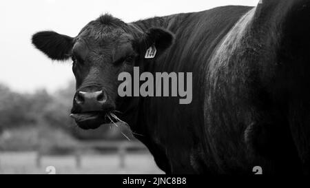 Angus-Rindskuh aus Neuseeland. Nahaufnahme von Auge und Kopf in Schwarz und Weiß. Stockfoto