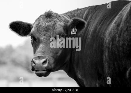 Angus-Rindskuh aus Neuseeland. Nahaufnahme von Auge und Kopf in Schwarz und Weiß. Stockfoto