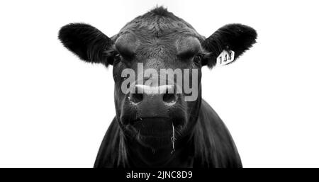 Angus-Rindskuh aus Neuseeland. Nahaufnahme von Auge und Kopf in Schwarz und Weiß. Stockfoto