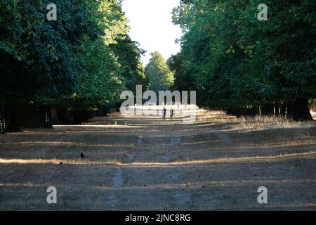 London, Großbritannien, 10.. August 2022. Nach weiterhin heißen, sonnigen Bedingungen, mit dem trockensten Juli auf dem Rekord hat den Südwesten von London Park mit großen Flächen von gelbfärbung Gras verlassen. Diese Woche wurde vom Met Office eine „Amber Extreme Heat“-Warnung ausgegeben, da die Temperaturen voraussichtlich Mitte 30 Grad celsius erreichen werden. Kredit: Elfte Stunde Fotografie/Alamy Live Nachrichten Stockfoto