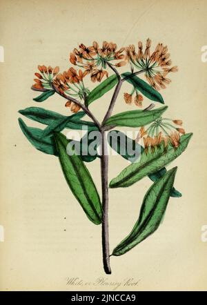 Die amerikanische Flora (10172271055) Stockfoto