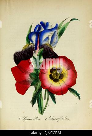 Die amerikanische Flora (10172282896) Stockfoto