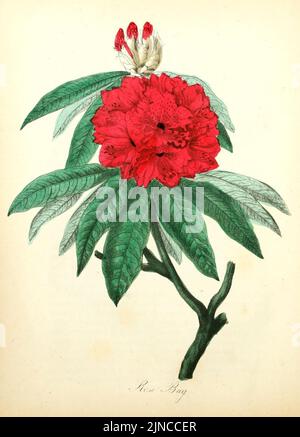 Die amerikanische Flora (Blatt 9) (8079576408) Stockfoto