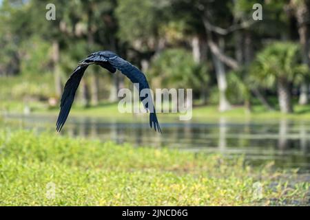 Little Blue Heron im Flug am Guana River in Ponte Vedra Beach, Florida. (USA) Stockfoto