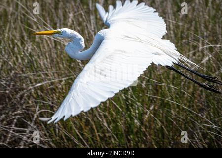 Eleganter Silberreiher im Flug über dem Sumpfgras im Fort Mose Historic State Park in St. Augustine, Florida. (USA) Stockfoto