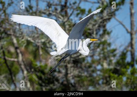 Großartiger Reiher im Flug im Fort Mose Historic State Park in St. Augustine, Florida. (USA) Stockfoto