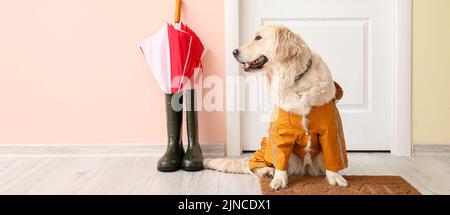 Lustiger Hund in Herbstkleidung wartet auf den Besitzer im Flur. Banner für Design Stockfoto