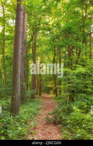 Dänischer Wald im Frühling. Laubwald unbebaut - DänemarkEin Foto von grünem und üppigem Wald im Frühling. Stockfoto