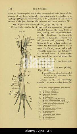 Die Anatomie des Frosches (Seite 106, Abb. 88) Stockfoto