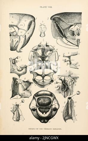 Anatomie, Physiologie, Morphologie und Entwicklung der Blasfliege (Calliphora erythrocephala) (PLATTE VIII) (9125550083) Stockfoto