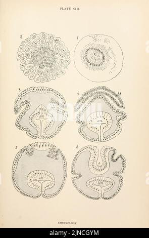 Anatomie, Physiologie, Morphologie und Entwicklung der Blasfliege (Calliphora erythrocephala) (PLATTE XIII) (9125560469) Stockfoto