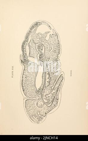 Anatomie, Physiologie, Morphologie und Entwicklung der Blasfliege (Calliphora erythrocephala) (PLATTE XXI) (9125575903) Stockfoto