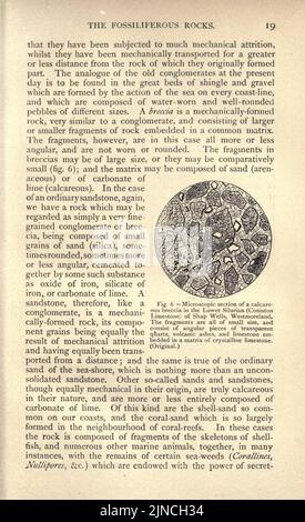 Die alte Lebensgeschichte der Erde (Seite 19) Stockfoto