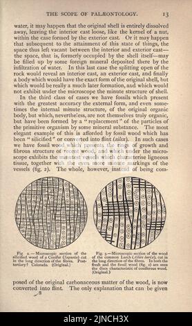 Die alte Lebensgeschichte der Erde (Seite 13) Stockfoto