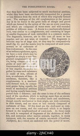 Die alte Lebensgeschichte der Erde (Seite 19) Stockfoto