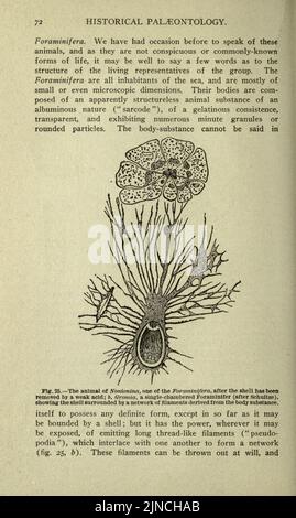 Die alte Lebensgeschichte der Erde (Seite 72) Stockfoto