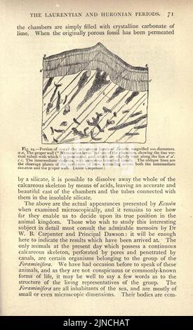 Die alte Lebensgeschichte der Erde (Seite 71) Stockfoto