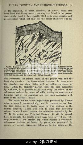 Die alte Lebensgeschichte der Erde (Seite 71) Stockfoto