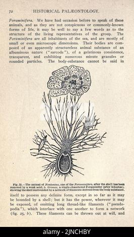 Die alte Lebensgeschichte der Erde (Seite 72) Stockfoto