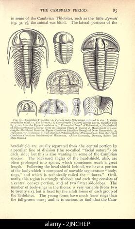 Die alte Lebensgeschichte der Erde (Seite 85) Stockfoto