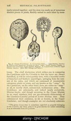 Die alte Lebensgeschichte der Erde (Seite 106) Stockfoto